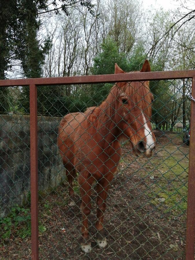 Casa Do Moinho Rural Campo E Praia , 9 Pessoas, Animais Benvindos Espinho  Exteriér fotografie